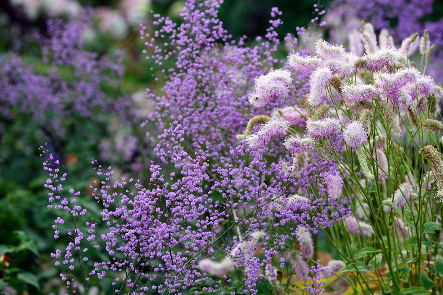 Thalictrum 'Hewitt's Double'